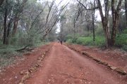 Nairobi Arboretum