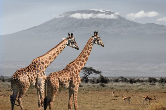 Giraffes at Mount Kilimanjaro