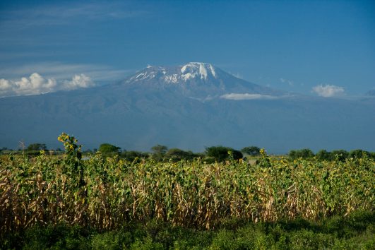corn field Kilimanjaro