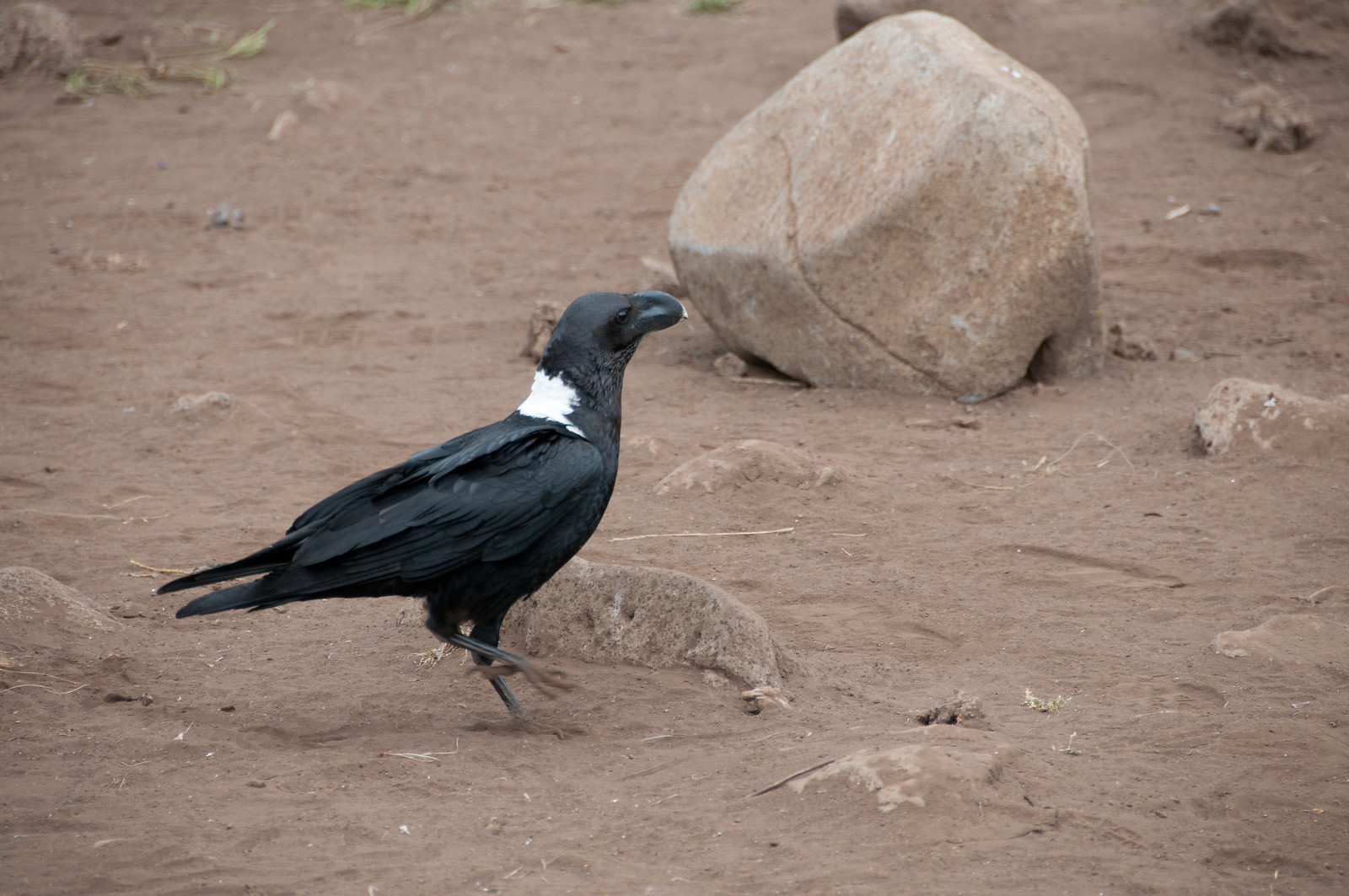 Pied Crow on Heath and Moorland