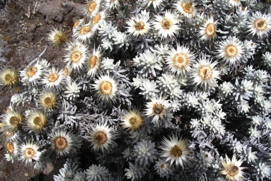 Everlasting flowers Helichrysum newii