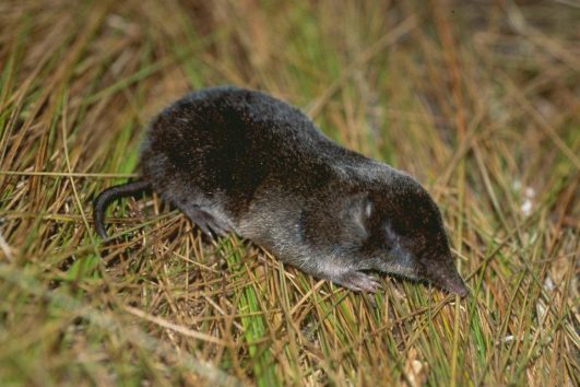 Kilimanjaro Shrew