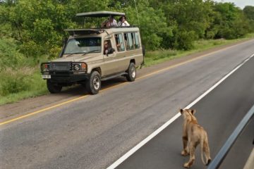 ngorongoro safari