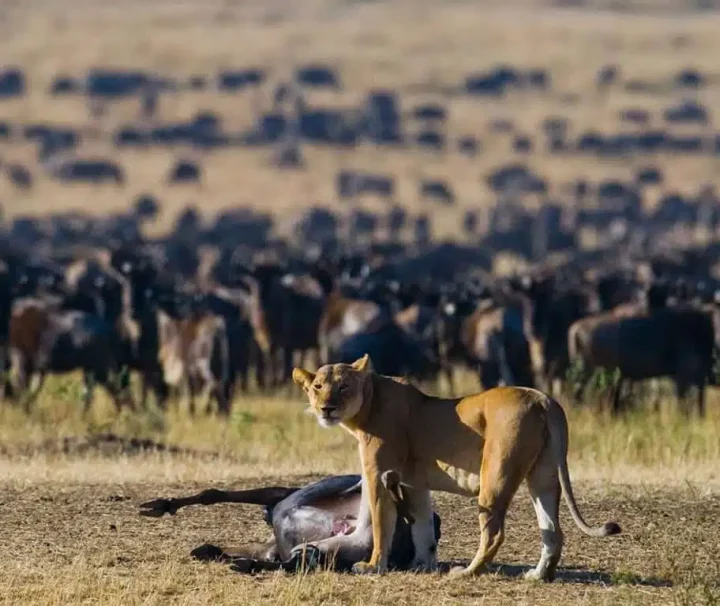 7 days great wildebeest migration safari