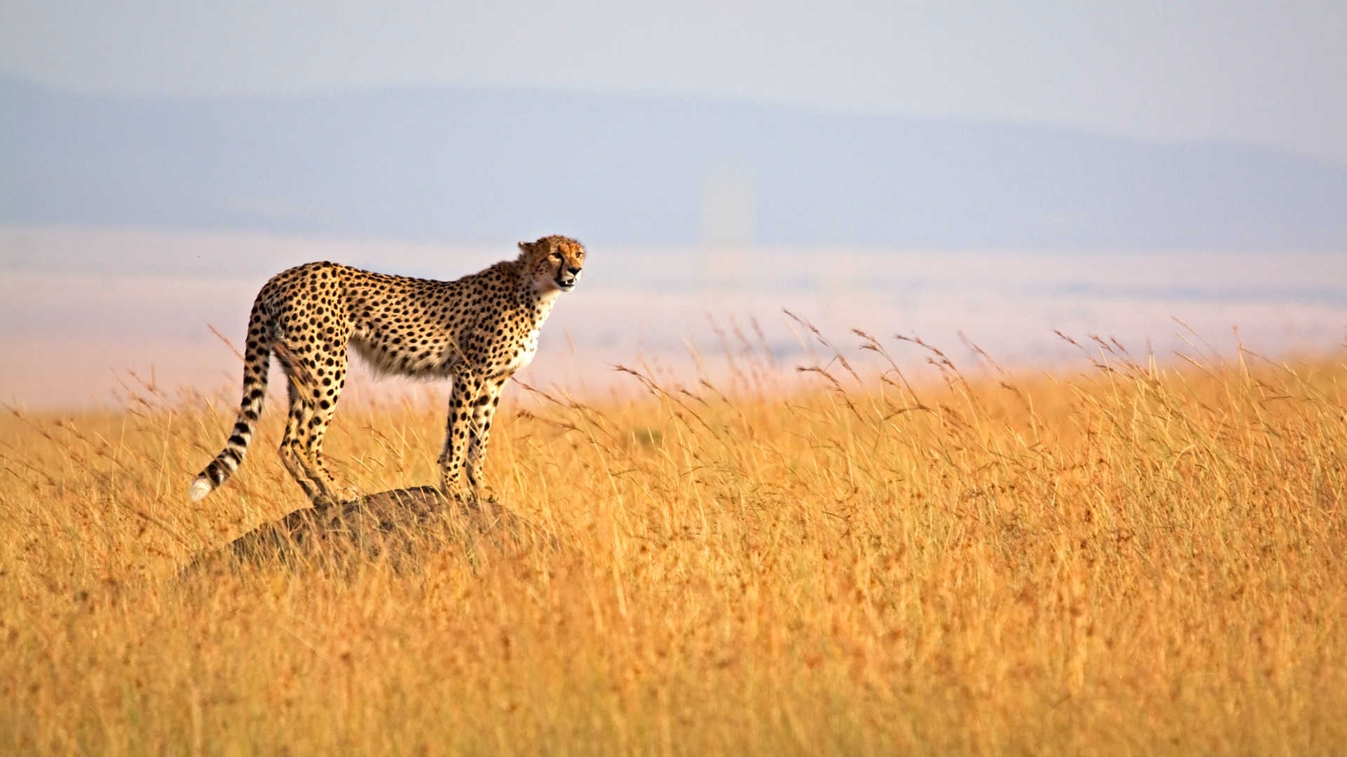 7 days Tanzania Safari
