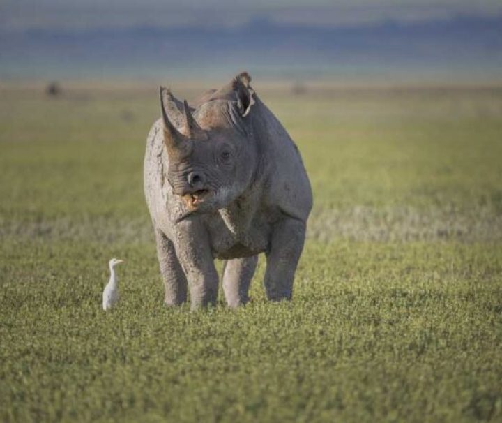 Tanzania safari 10 days