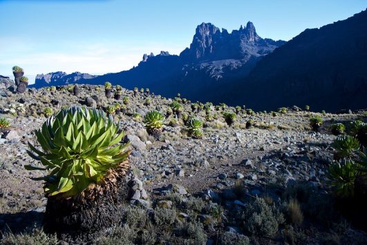 8 Days Mount Kenya Burguret - Chogoria Trek