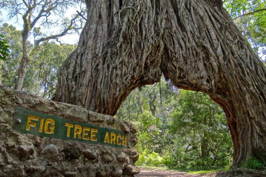Fig Tree Arch