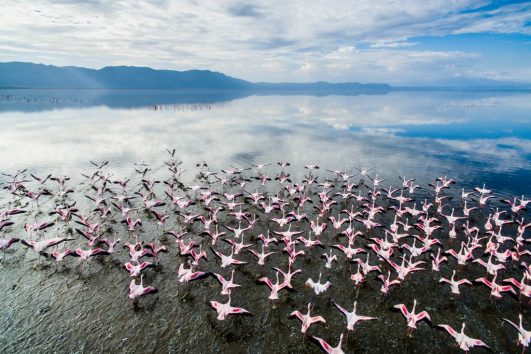 Day tour Lake Manyara flamingos