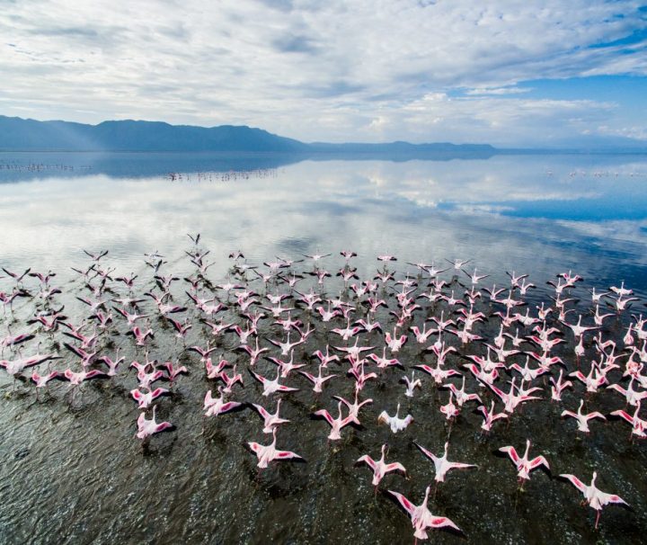 Day tour Lake Manyara flamingos