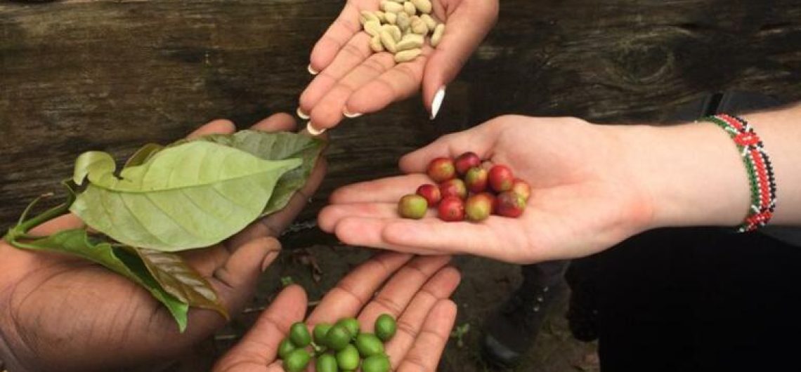 Coffee tours Kilimanjaro