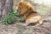 1 Day Serengeti safari