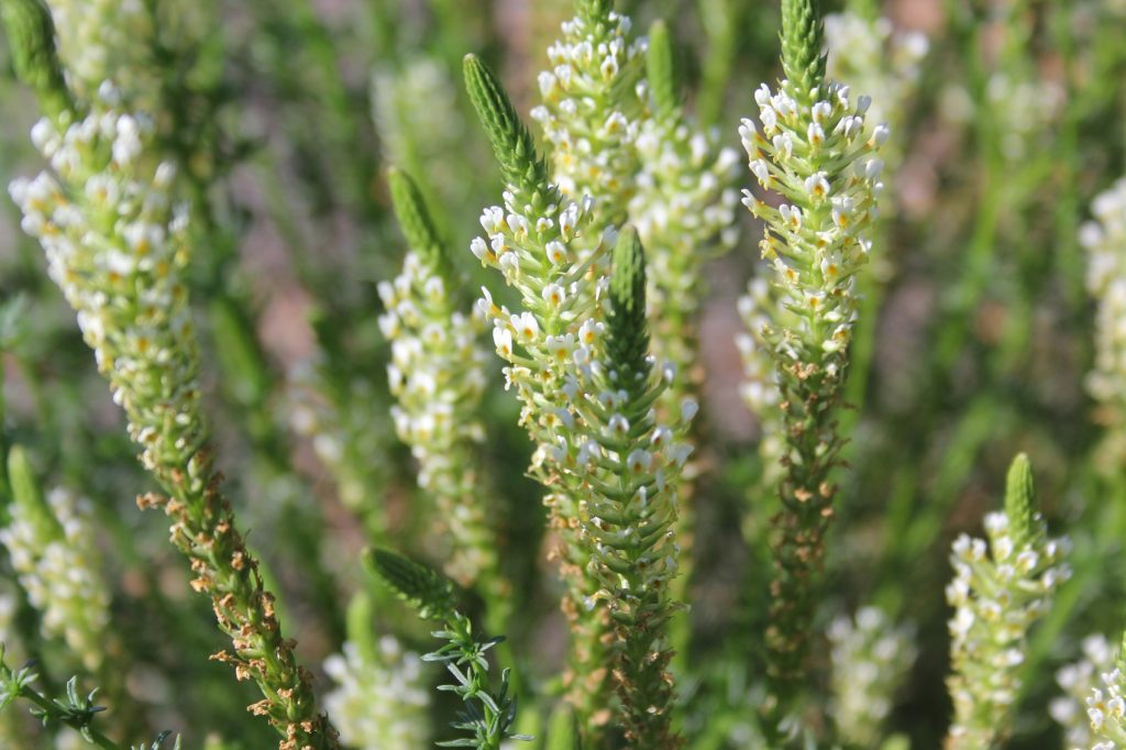 Hebenstretia dentata