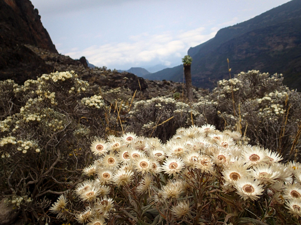 Helichrysum newii