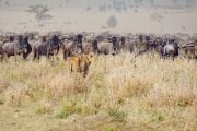 1 Day Serengeti safari
