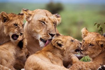 5 days Kenya safari