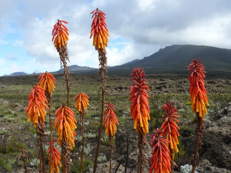 Kniphofia thomsonii