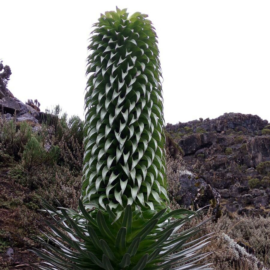 Lobelia deckenii