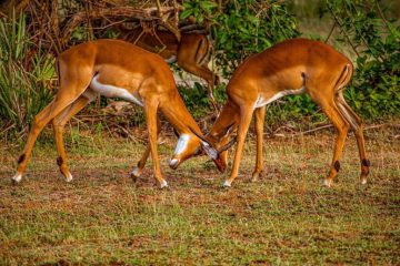 2 days Mikumi safari