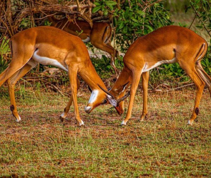 2 days Mikumi safari