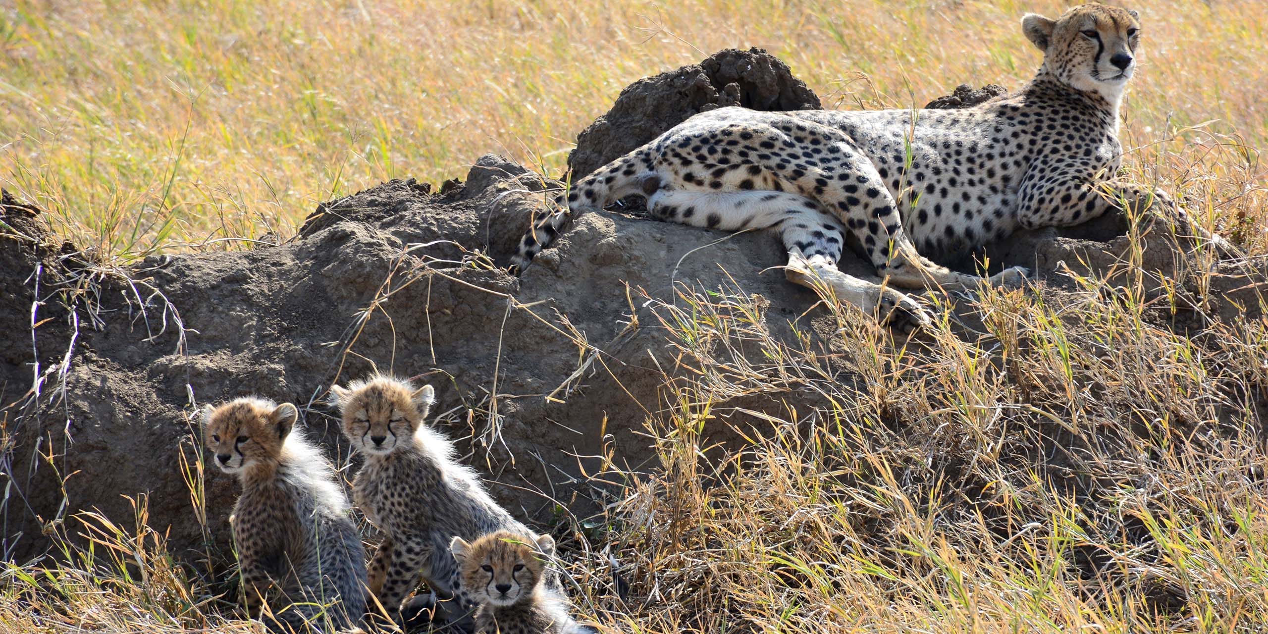 Mkomazi National Park