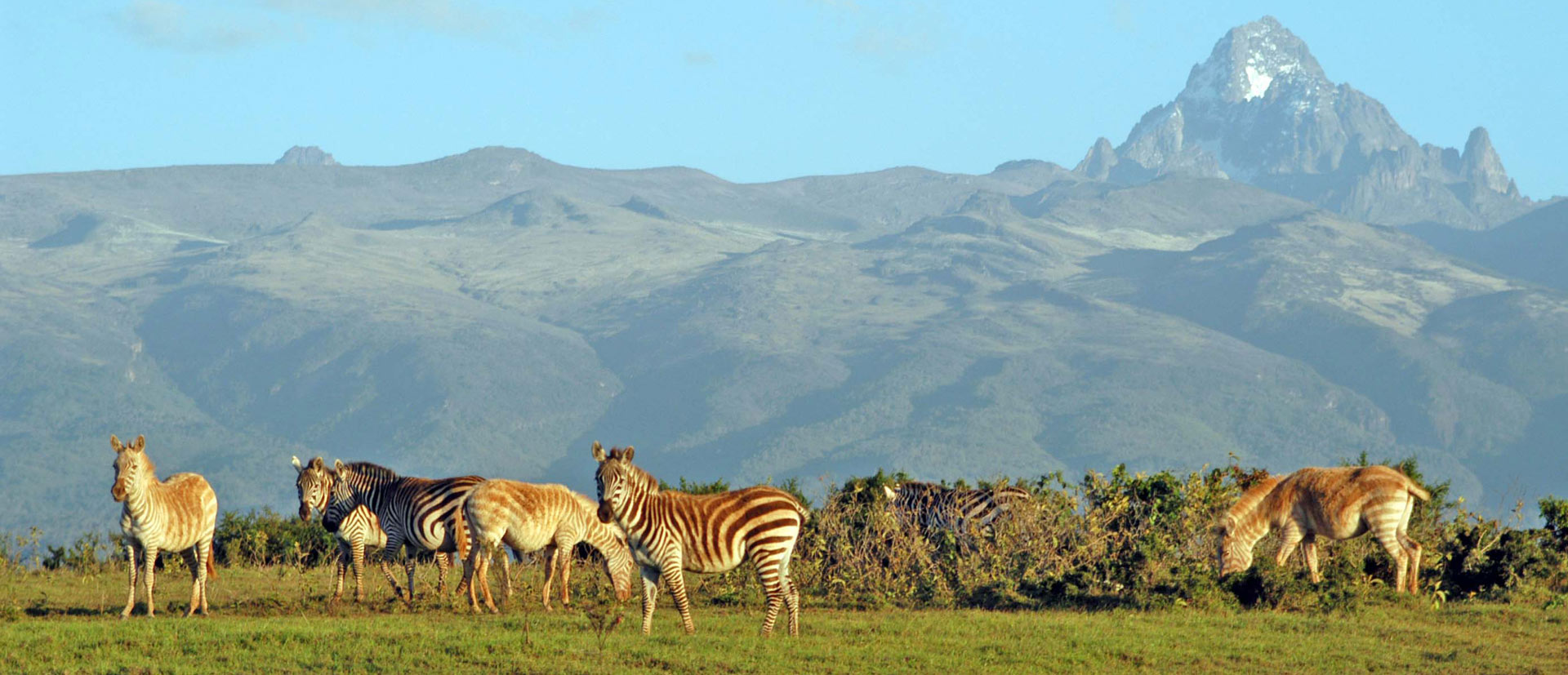 Fauna and Flora of Mount Kenya