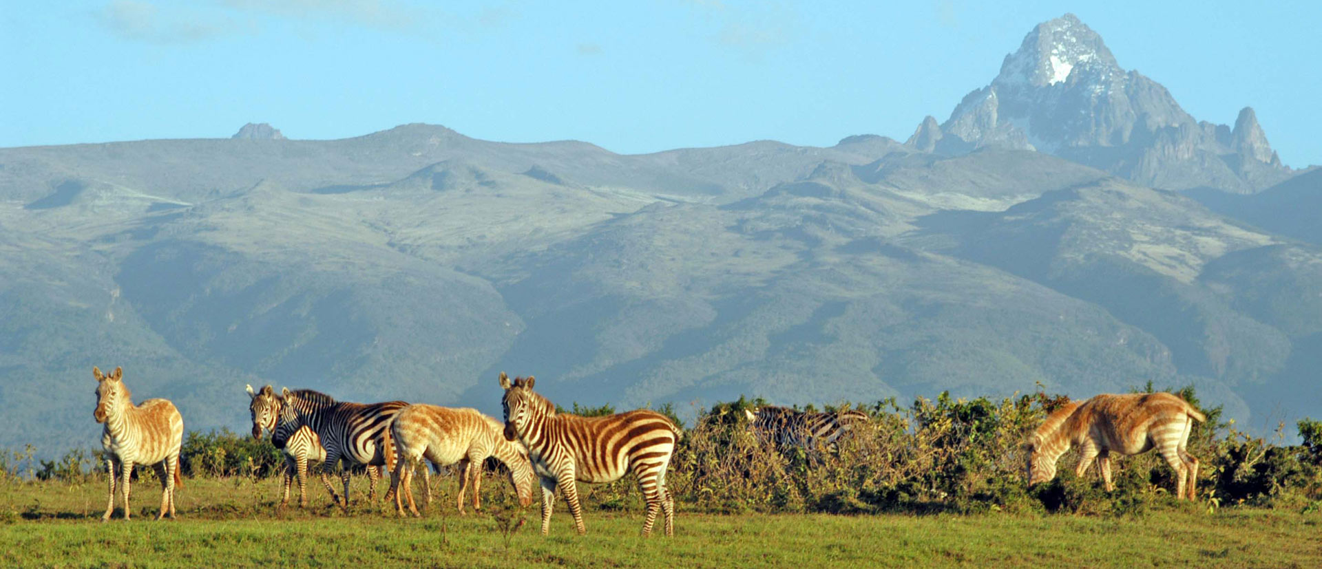 Fauna and Flora of Mount Kenya