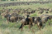 1 Day Serengeti safari