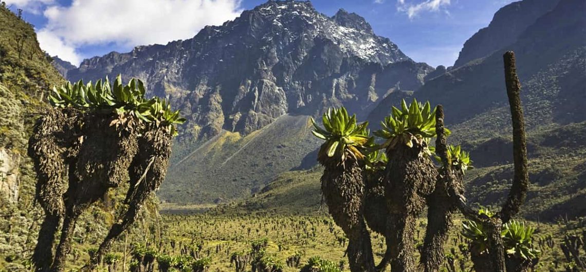 Rwenzori Flora Plants