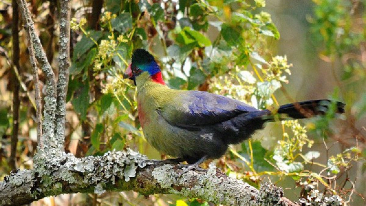 Rwenzori Birdlife