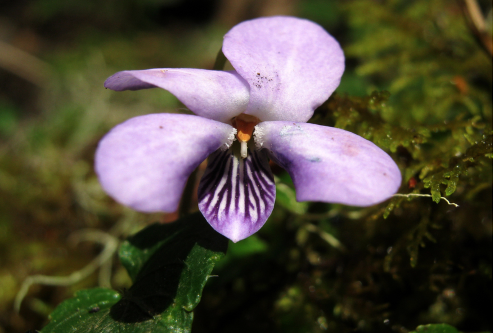 Viola Eminii