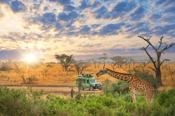 1 Day Serengeti safari