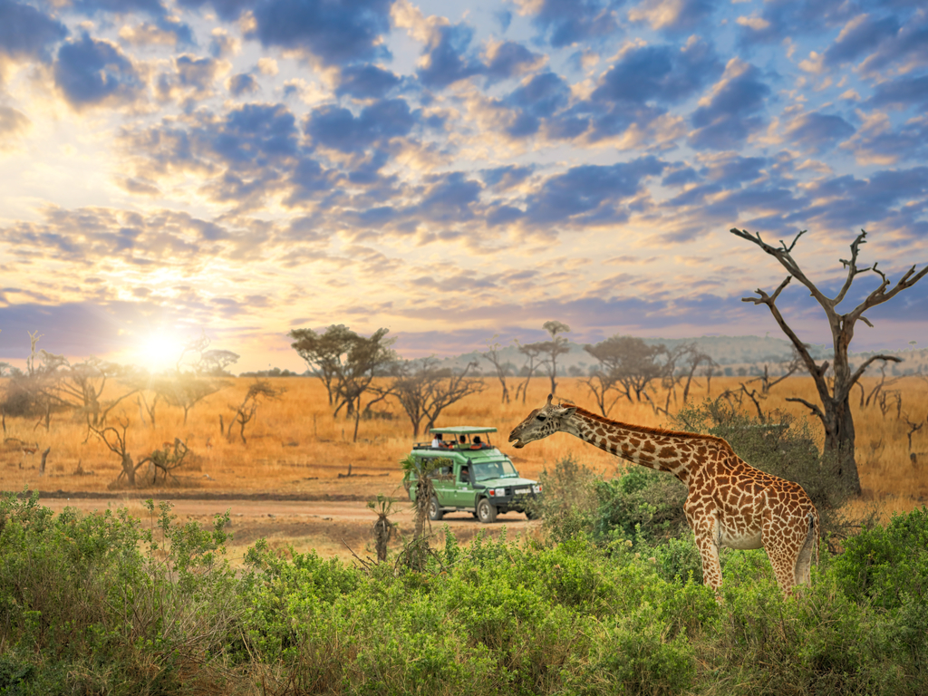 1 Day Serengeti safari