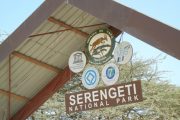 1 Day Serengeti safari