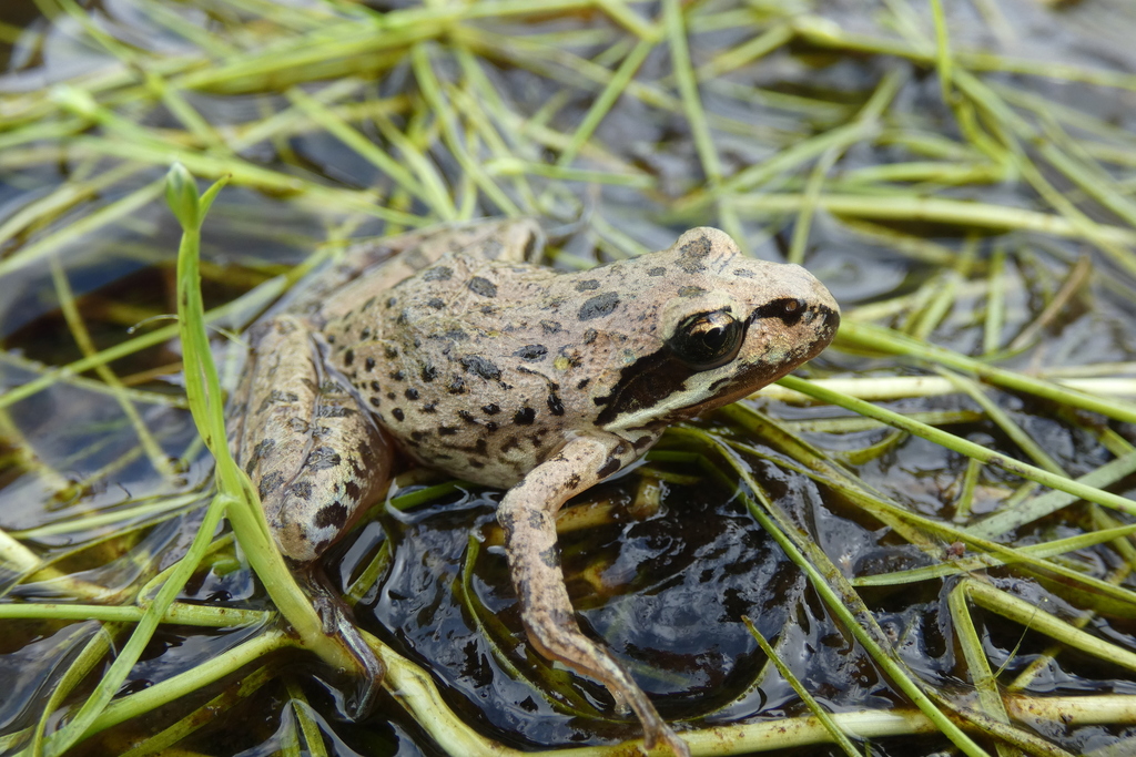 Strongylopus kitumbeine stream frog