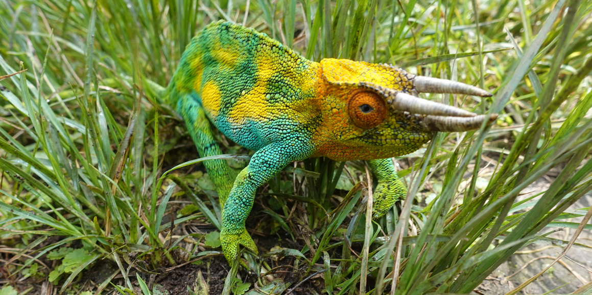 Chameleon in Rwenzori National Park, Uganda