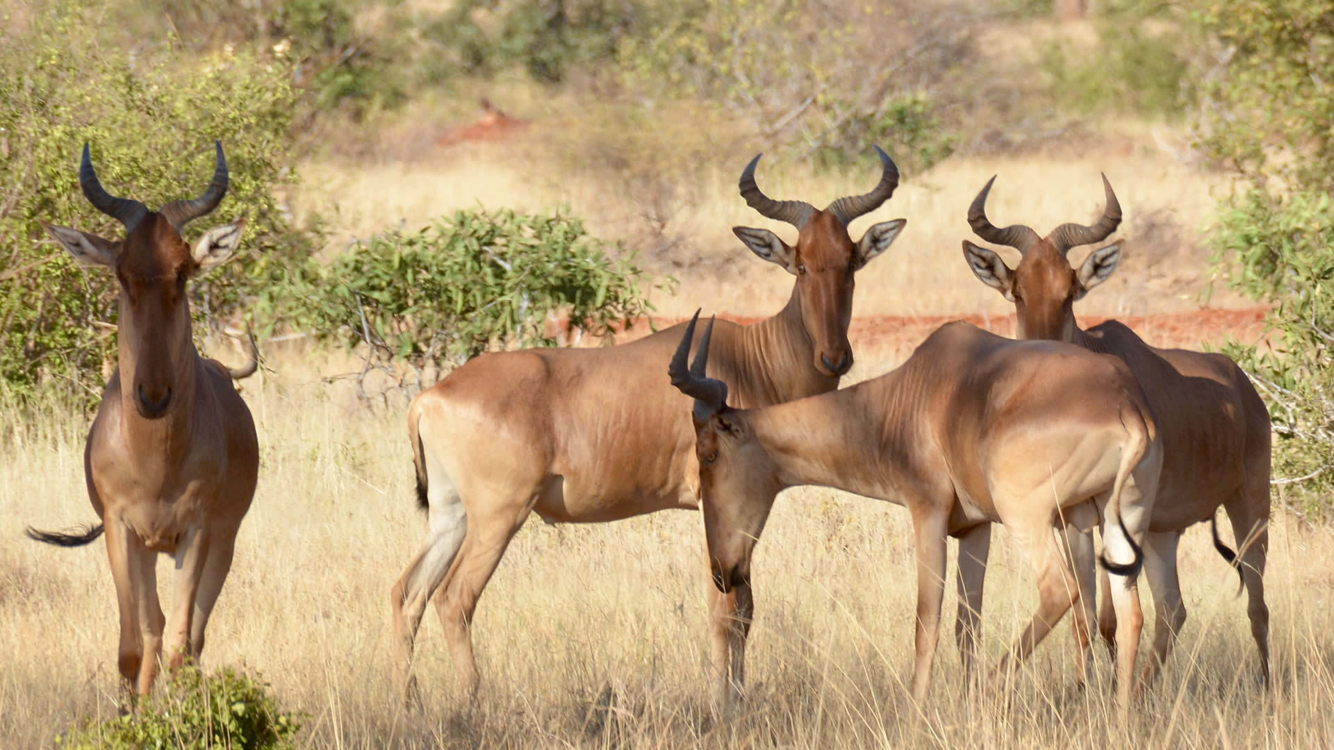 4 Days Tsavo East, Tsavo West, & Amboseli Safari