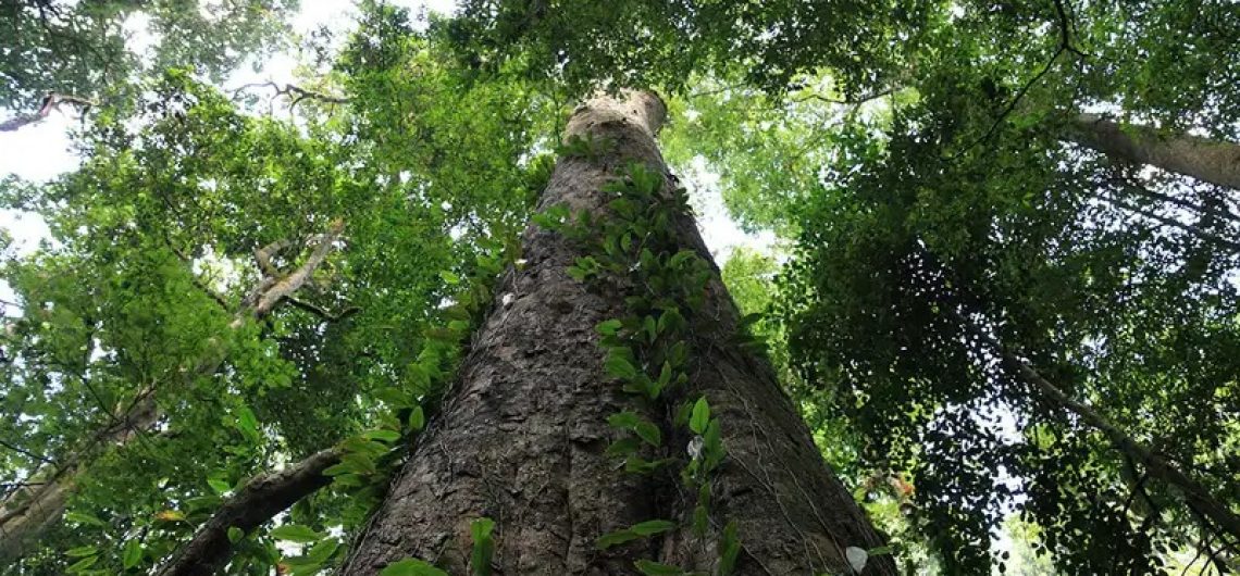 Africa's tallest tree