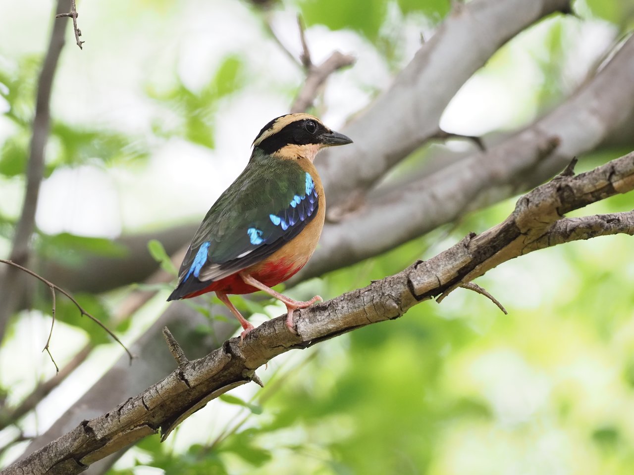african-pitta-kilimanjaro African pitta bird, Kilimanjaro