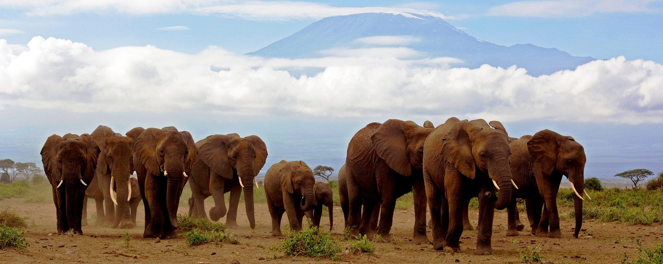 3 Days Kilimanjaro View & Elephants, Amboseli Kenya Safari