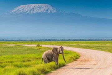 Amboseli and masai Mara Safari 5 days