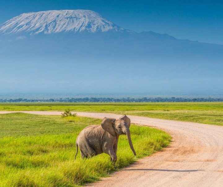 Amboseli and masai Mara Safari 5 days