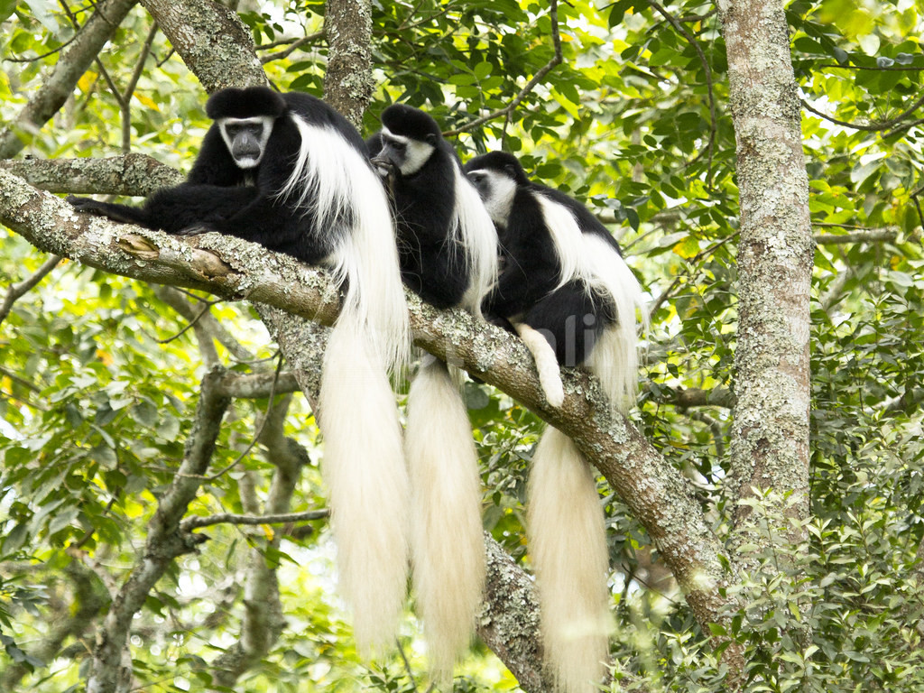 Arusha National Park