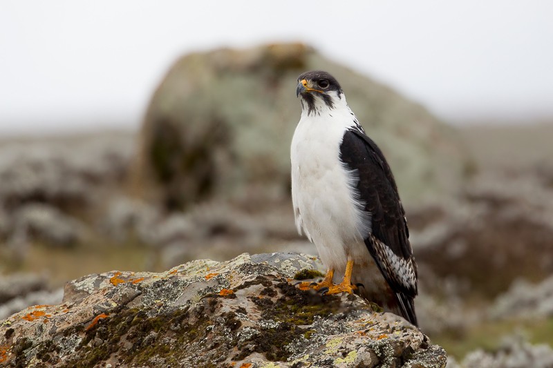 augur-buzzard-kilimanjaro Mount Kilimanjaro Augur Buzzard