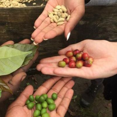 Coffee Tours in the Kilimanjaro Region