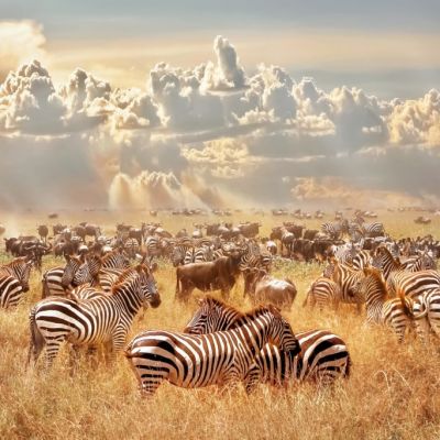 Serengeti Named Best National Park in Africa for the Fifth Consecutive Year