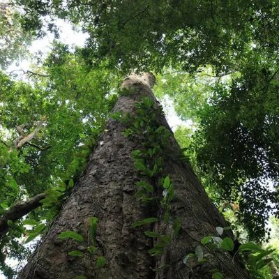 Africa’s tallest tree measuring 81 meters found on Mount Kilimanjaro