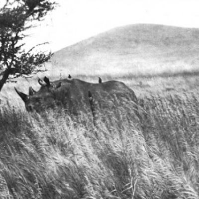 How Black rhinoceros varnished from Kilimanjaro National Park as their population dwindled in Tanzania