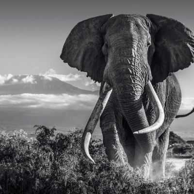 Tim the Elephant, one of Africa’s last ‘giant tuskers’, dies at the foot of Mount Kilimanjaro, Amboseli