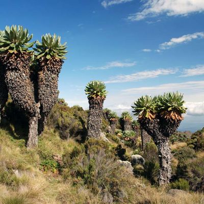 The Heath & Moorland Zone of Mount Kilimanjaro – An indepth look